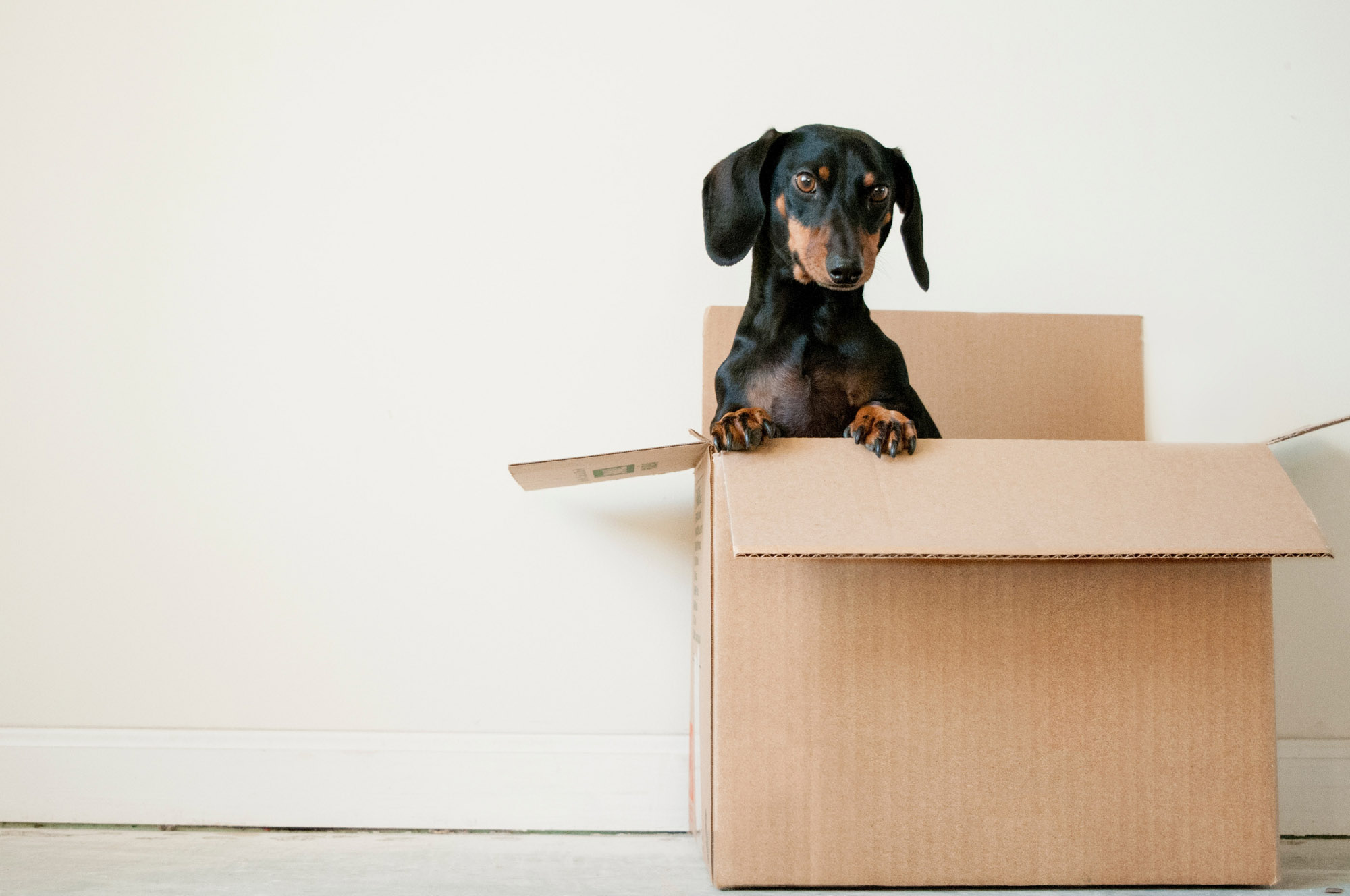 what-to-take-to-university-dog in a box